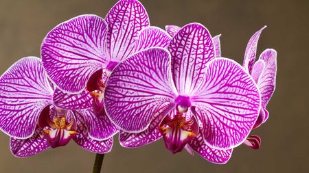 pink orchid on brown background