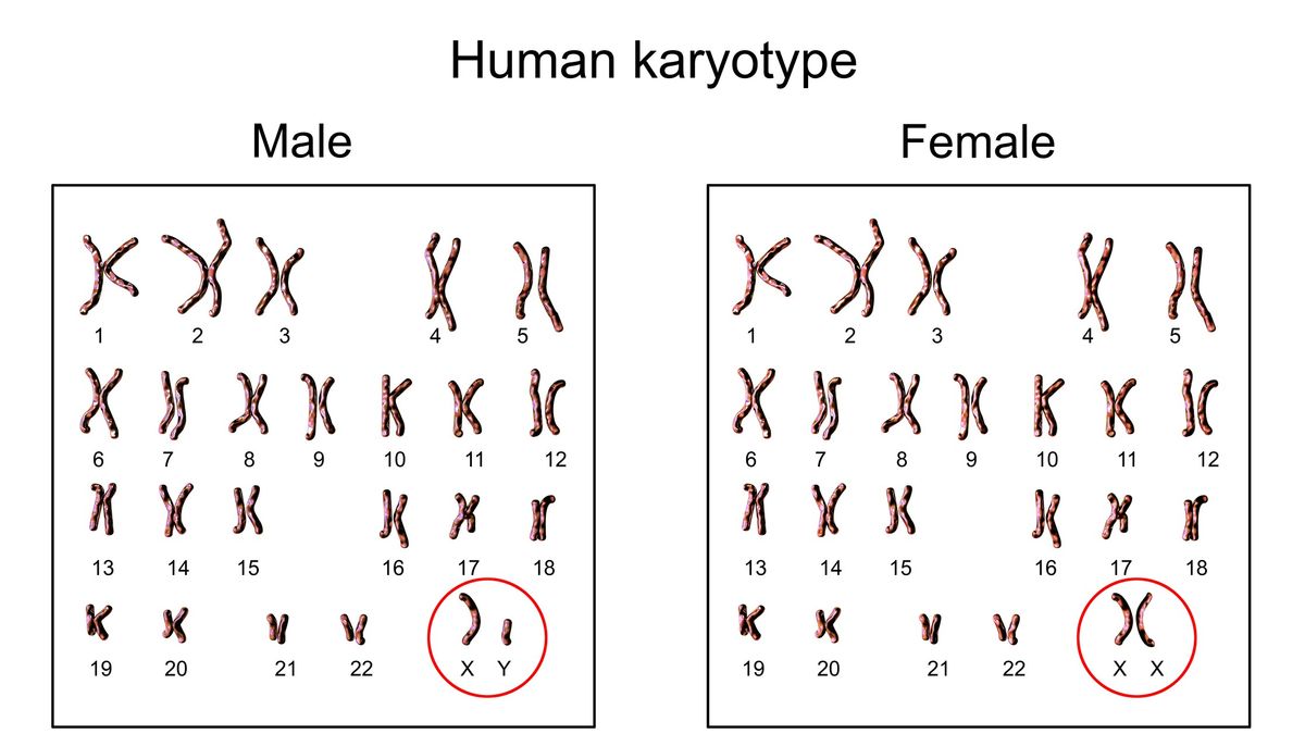 Chromosomes Facts About Our Genetic Storerooms Live Science