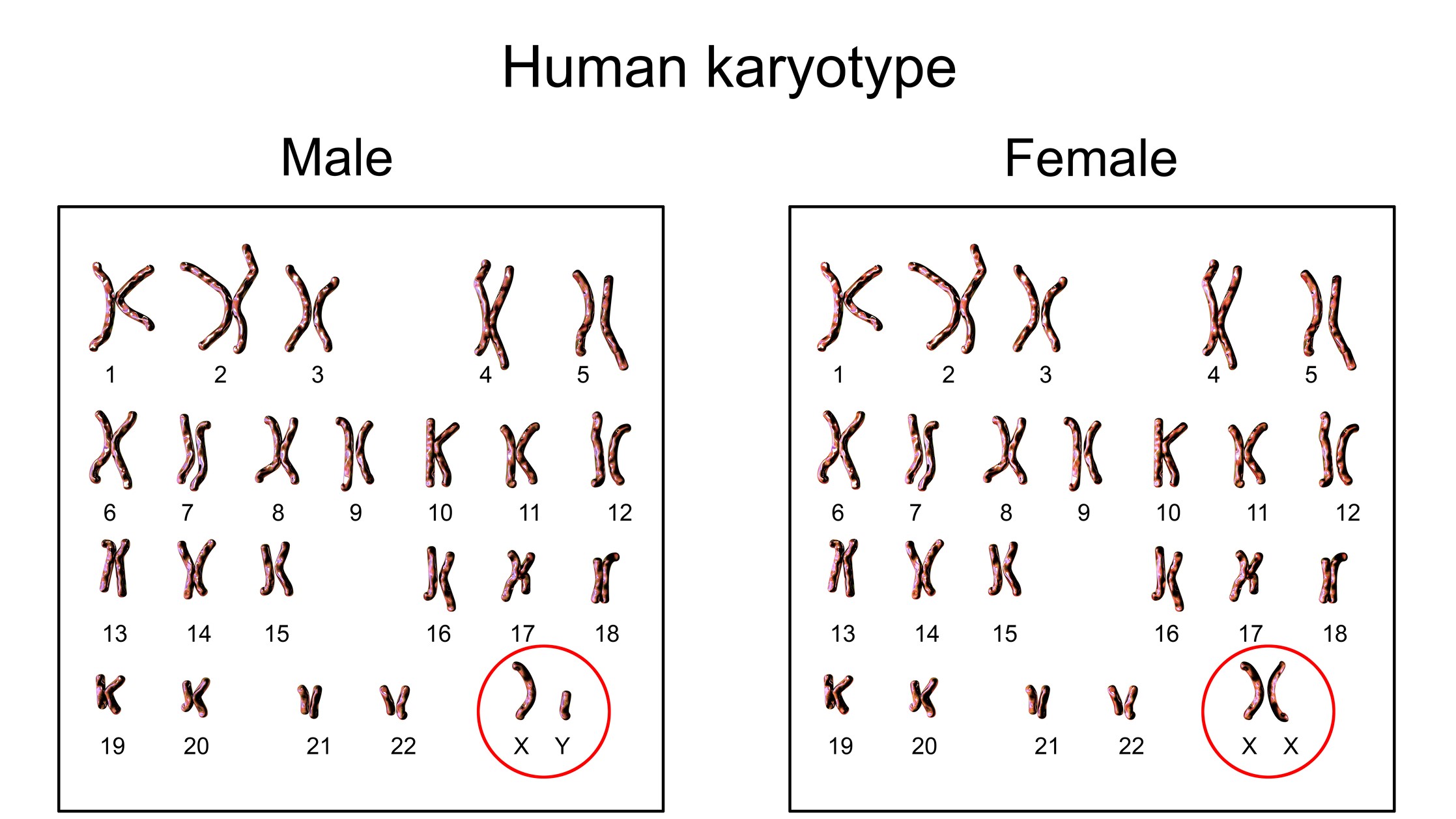 Humans have 23 pairs of chromosomes.