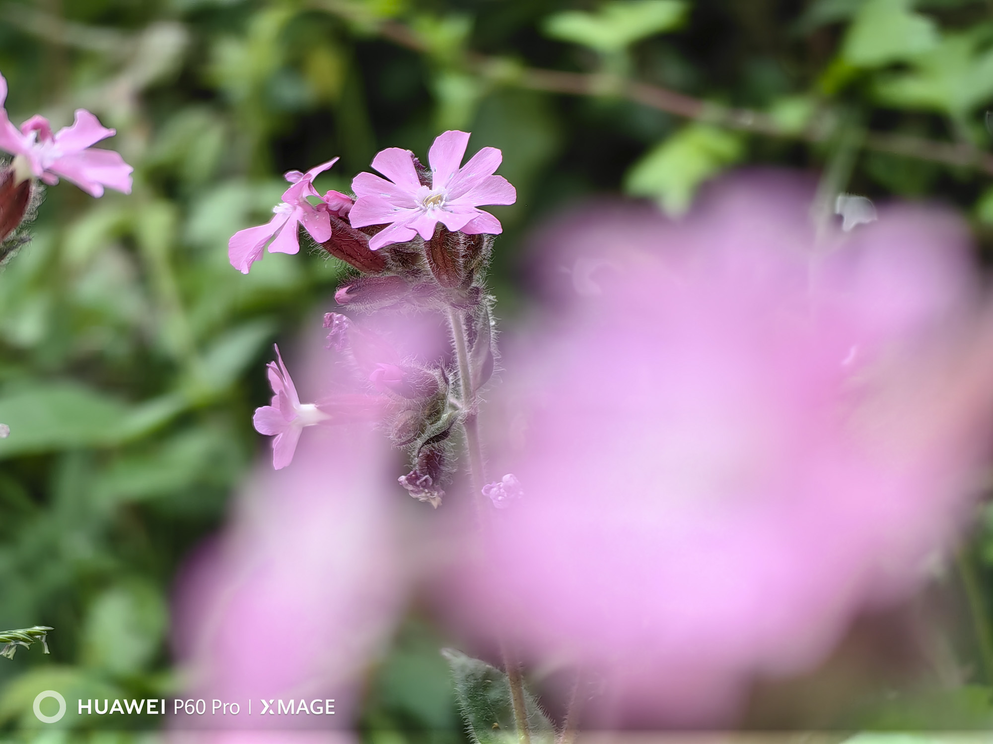 Huawei P60 Pro macro photography of a pink flower using 3.5x telephoto camera