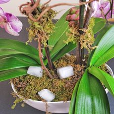 Phalaenopsis orchid with ice cubes on top of potting mix