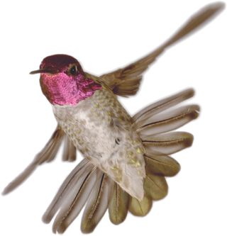 A male Anna's hummingbird (Calypte anna).