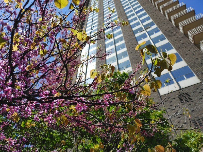 LG V60 photo sample