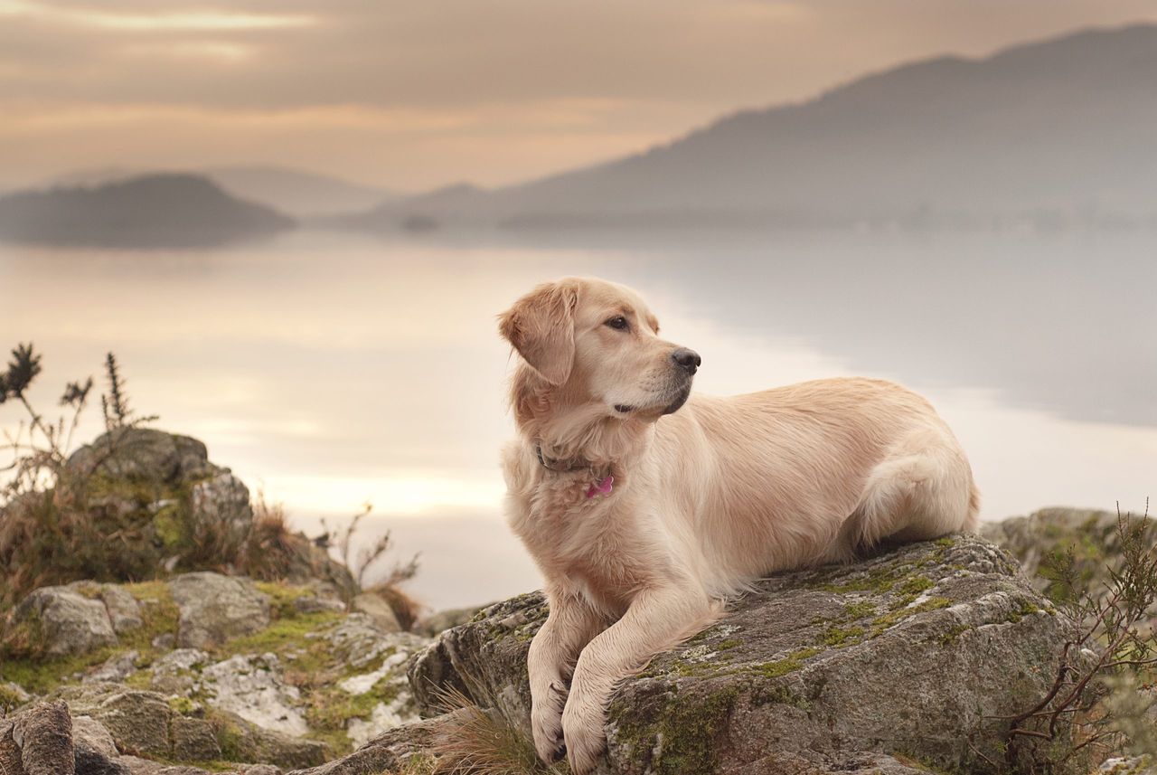 A Golden Retriever sitting on rock at Loch Lomond.