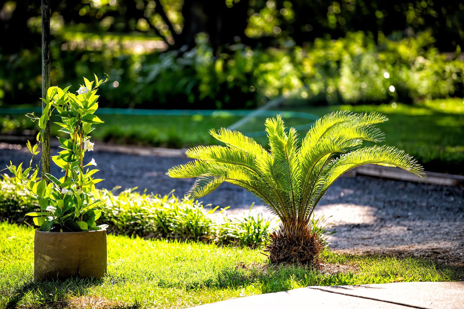 now-s-the-time-to-fleece-wrap-your-plants-for-winter-here-s-what-to