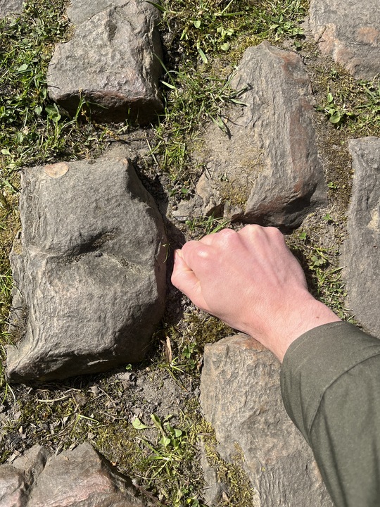 A mans hand inbetween some Paris-Roubaix cobblestones in the forest of Arenberg