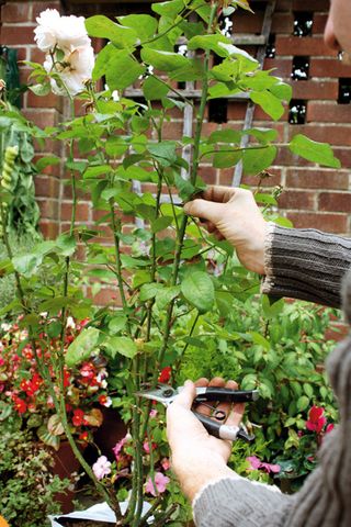 how to take rose cuttings