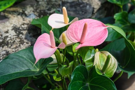 anthurium garden