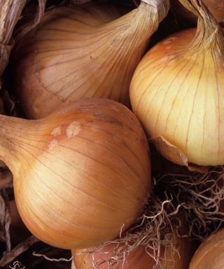 Three ailsa craig onions, also known as kelsae sweet onion
