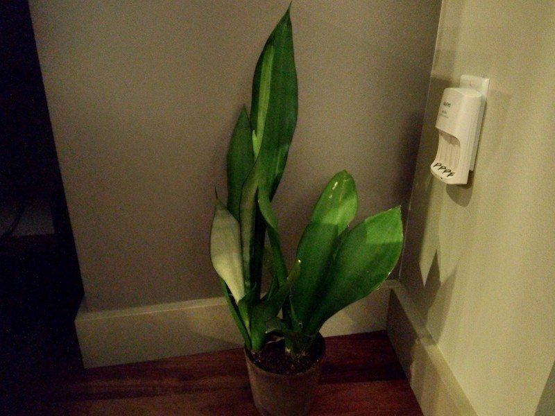 Nokia 3.1 photo sample