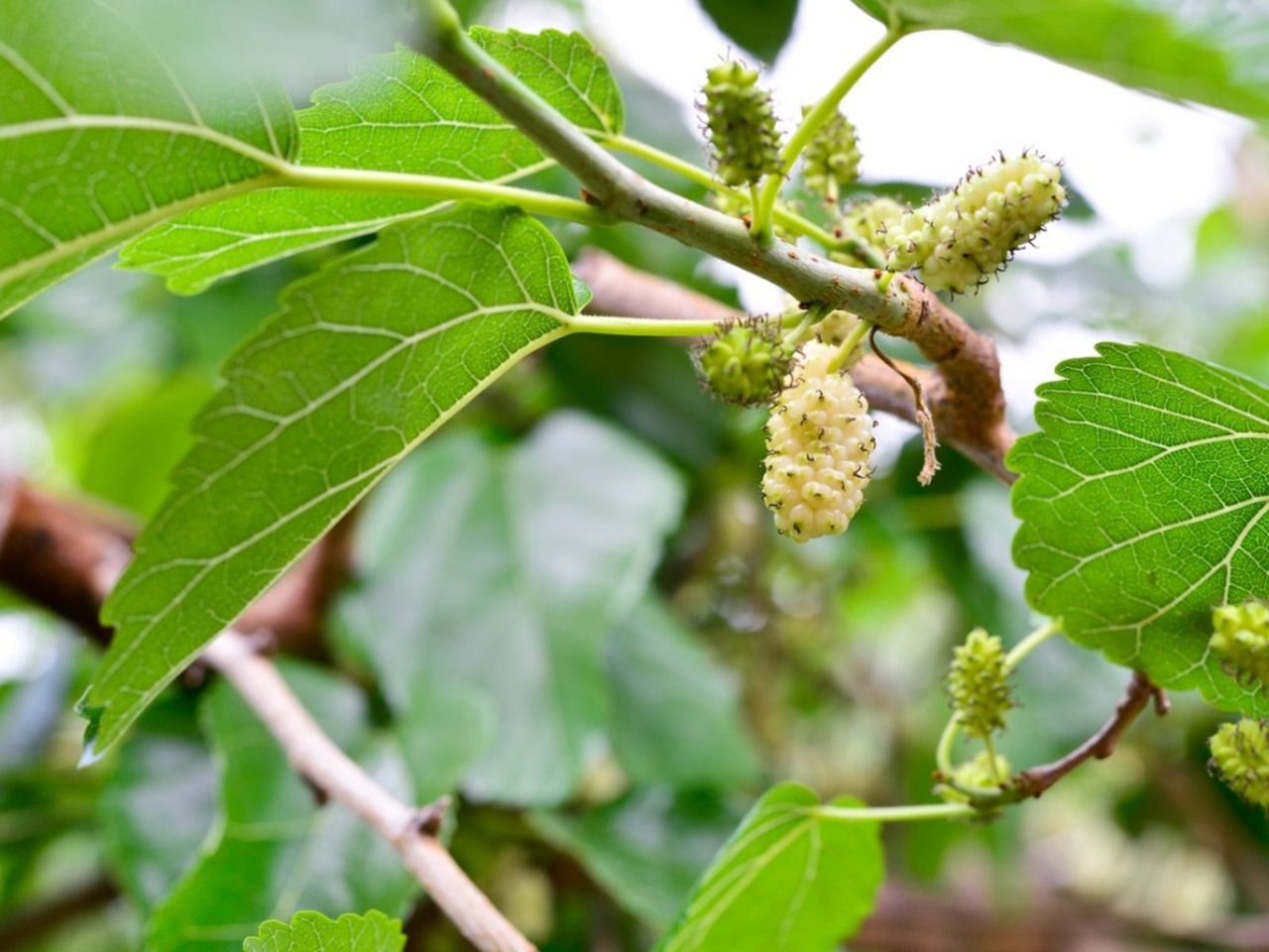 Corkscrew Mulberry Tree