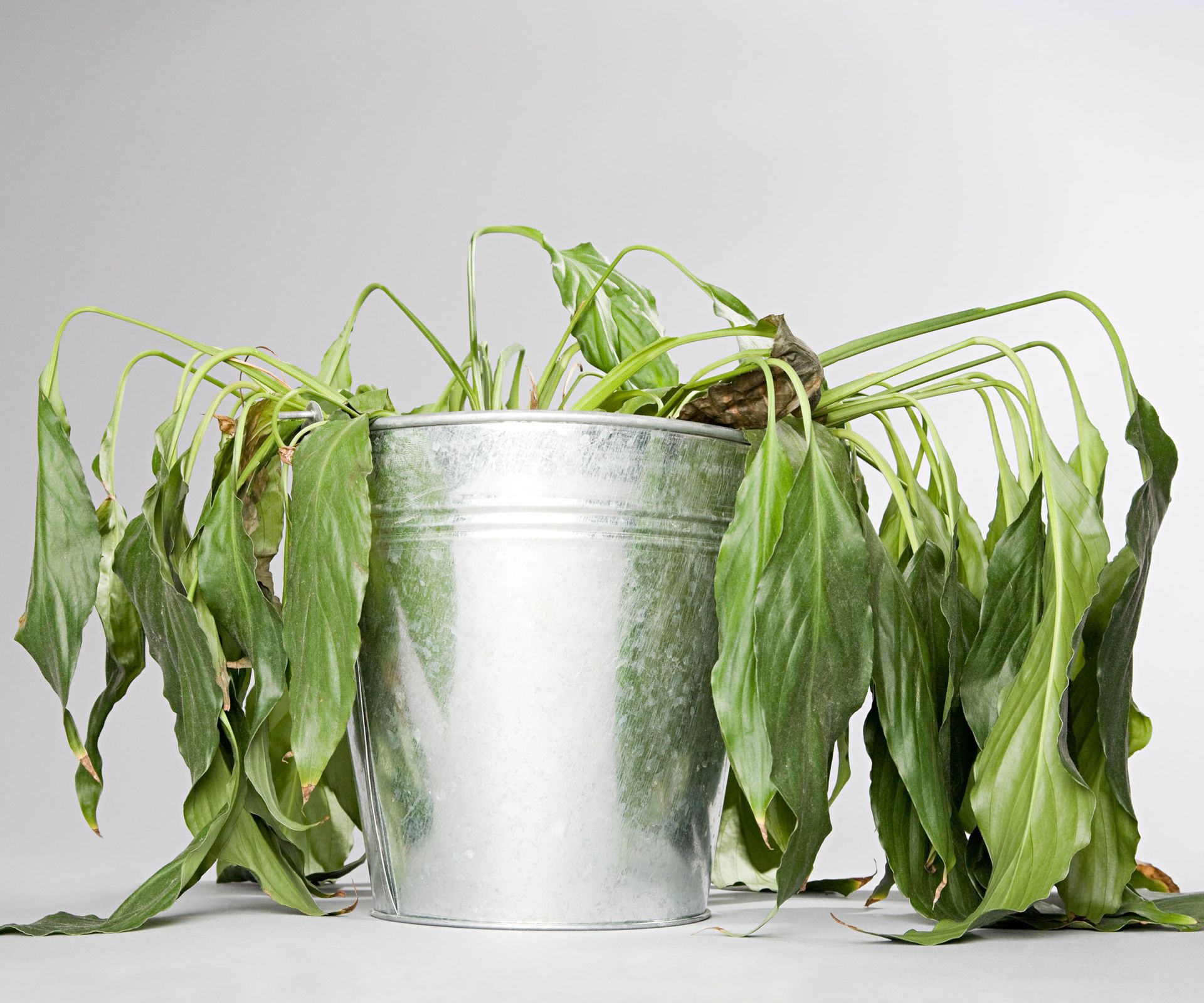 Worst Time To Water Plants When Not To Reach For The Hose! Gardening Know How