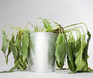 wilted peace lily houseplant in galvanized pot