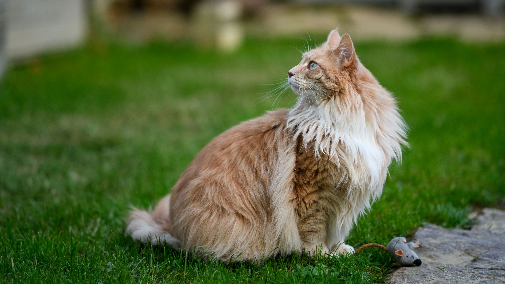 Maine Coon cat