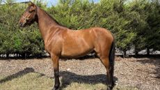 a bay pony standing in a field