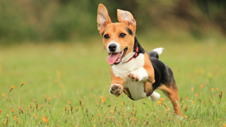 Dog running off in a field, needing the best pet tracker