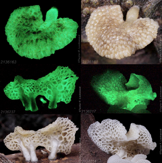 On a visit to China this summer, mushroom photographer Taylor Lockwood discovered these glowing mushrooms while returning home from dinner one night. Until Lockwood captured these photographs, scientists didn't realize this species of Favolaschia glows in the dark.