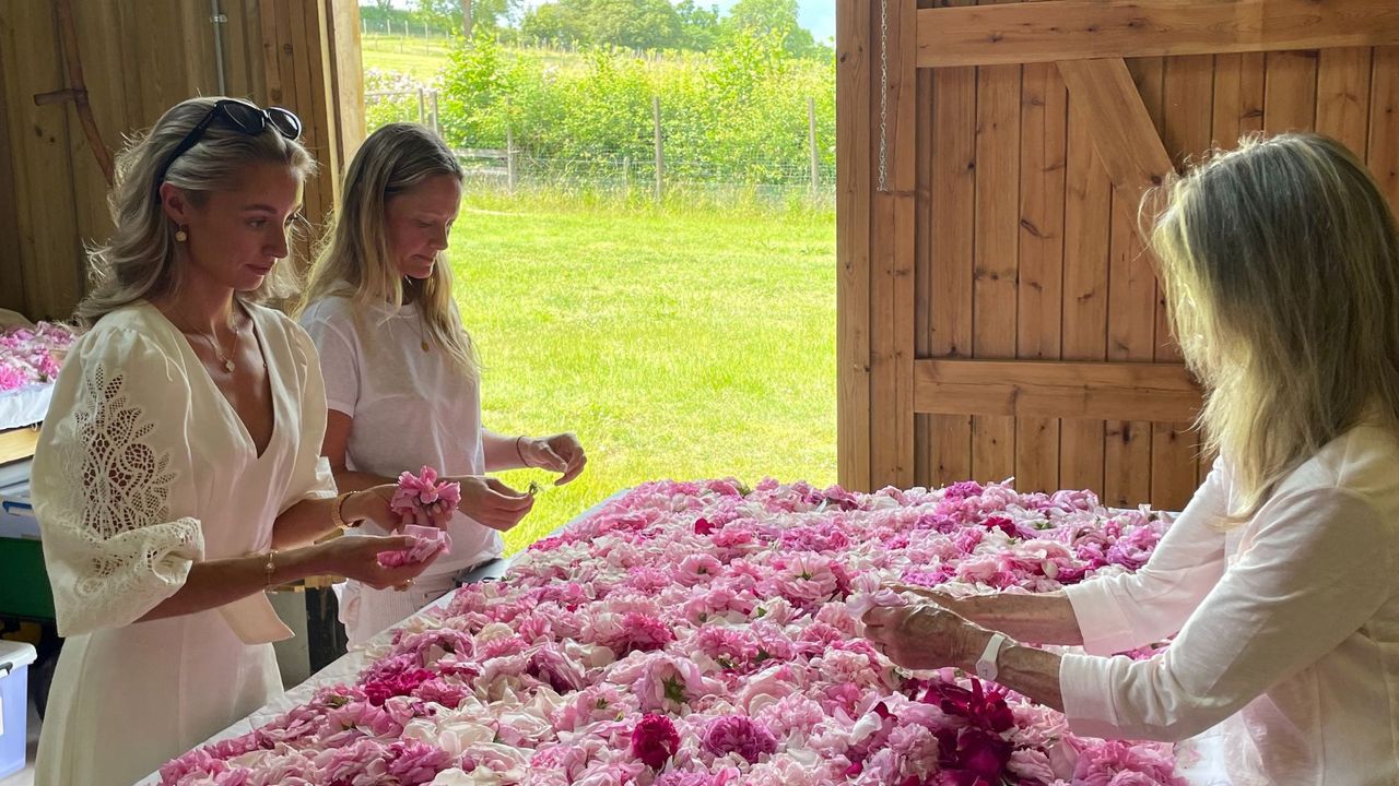 three blonde women arranging a bed of pink and white roses