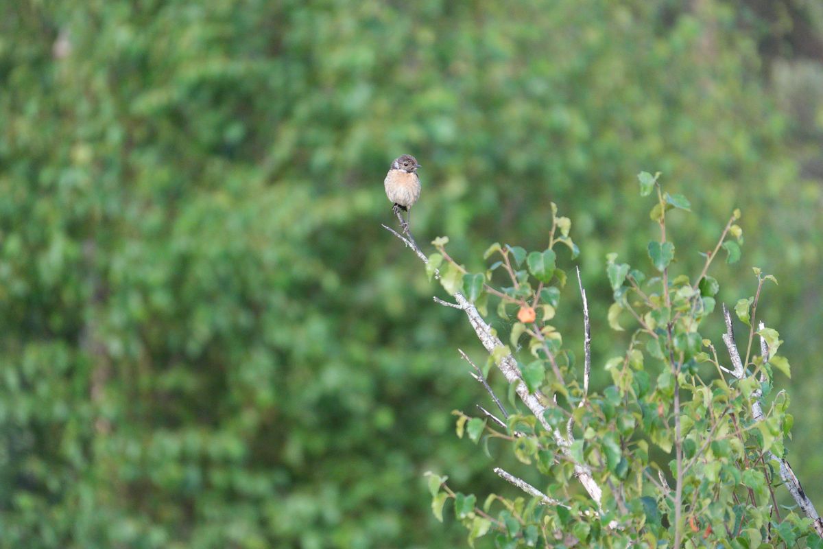 A stonechat perched on a branch in a nature reserve, photographed with a supertelephoto lens of a Sony camera