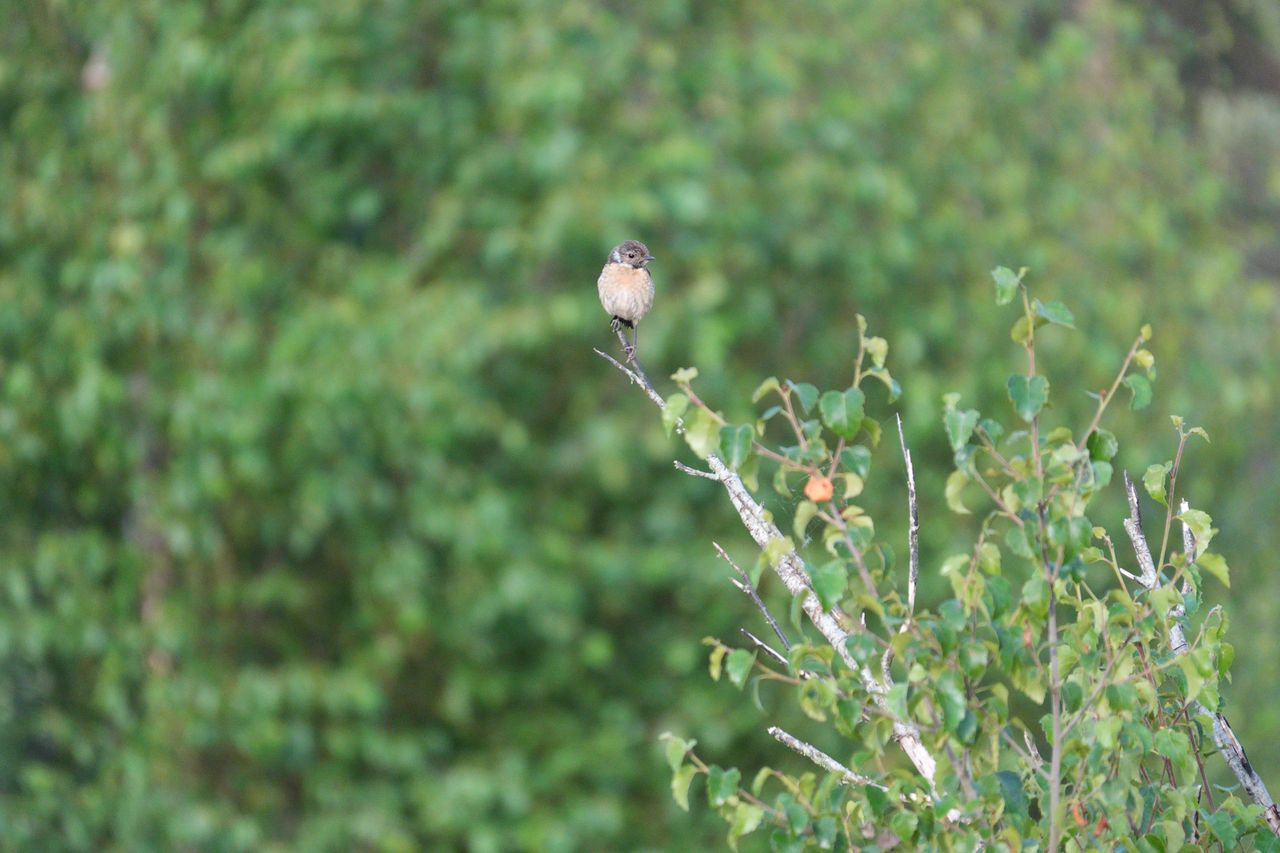 A stonechat perched on a branch in a nature reserve, photographed with a supertelephoto lens of a Sony camera