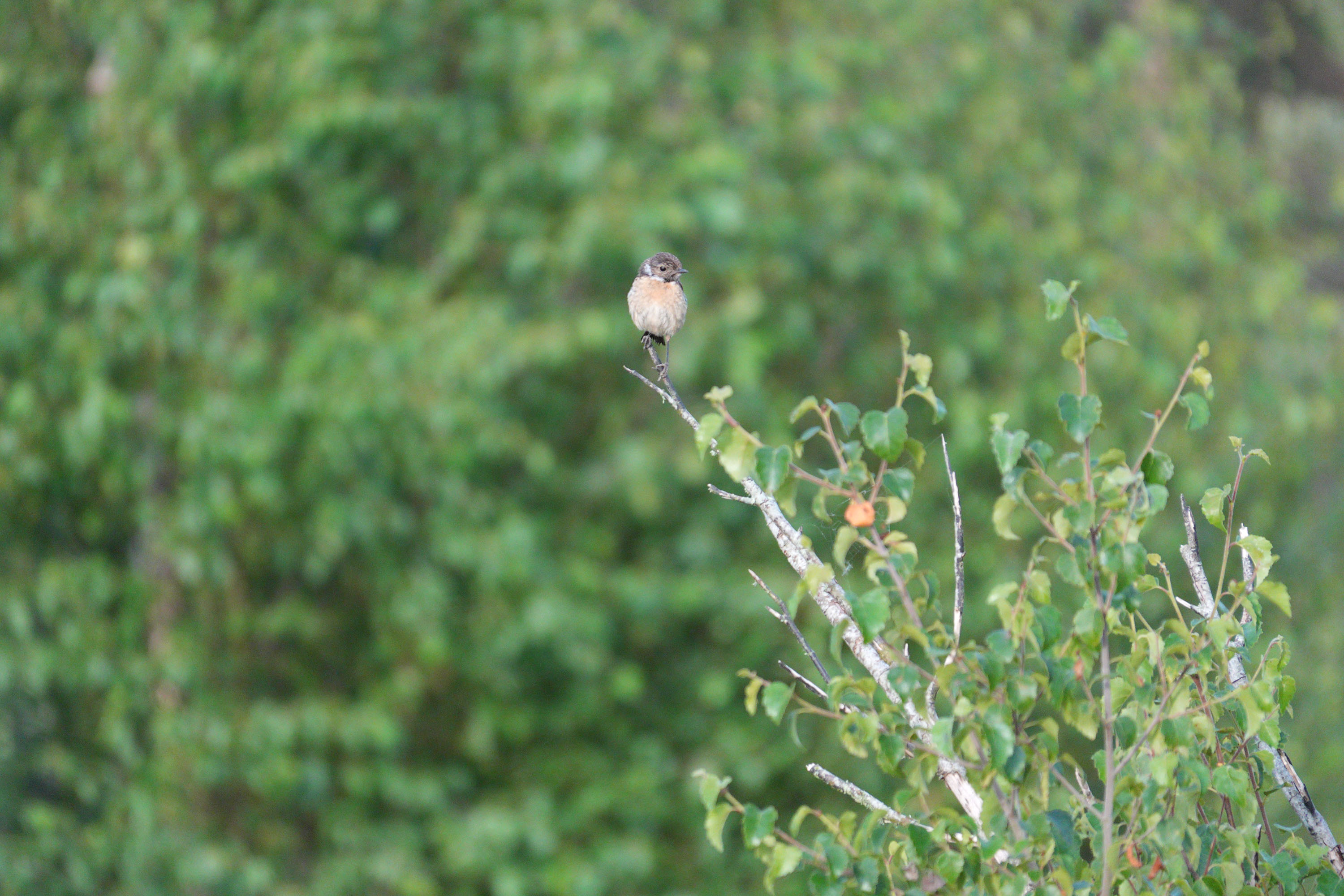 A stonechat perched on a branch in a nature reserve, photographed with a supertelephoto lens of a Sony camera