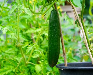 cucumber in greenhouse