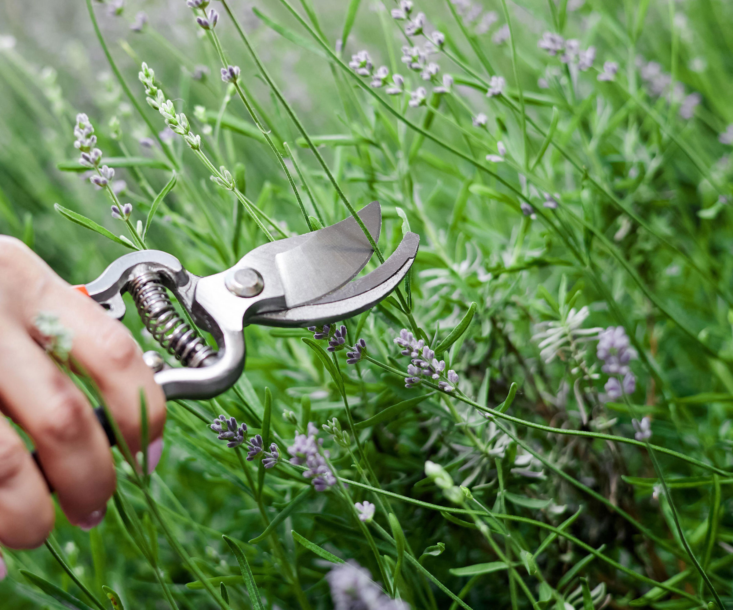 silver pruning shears being held near lavender flowers