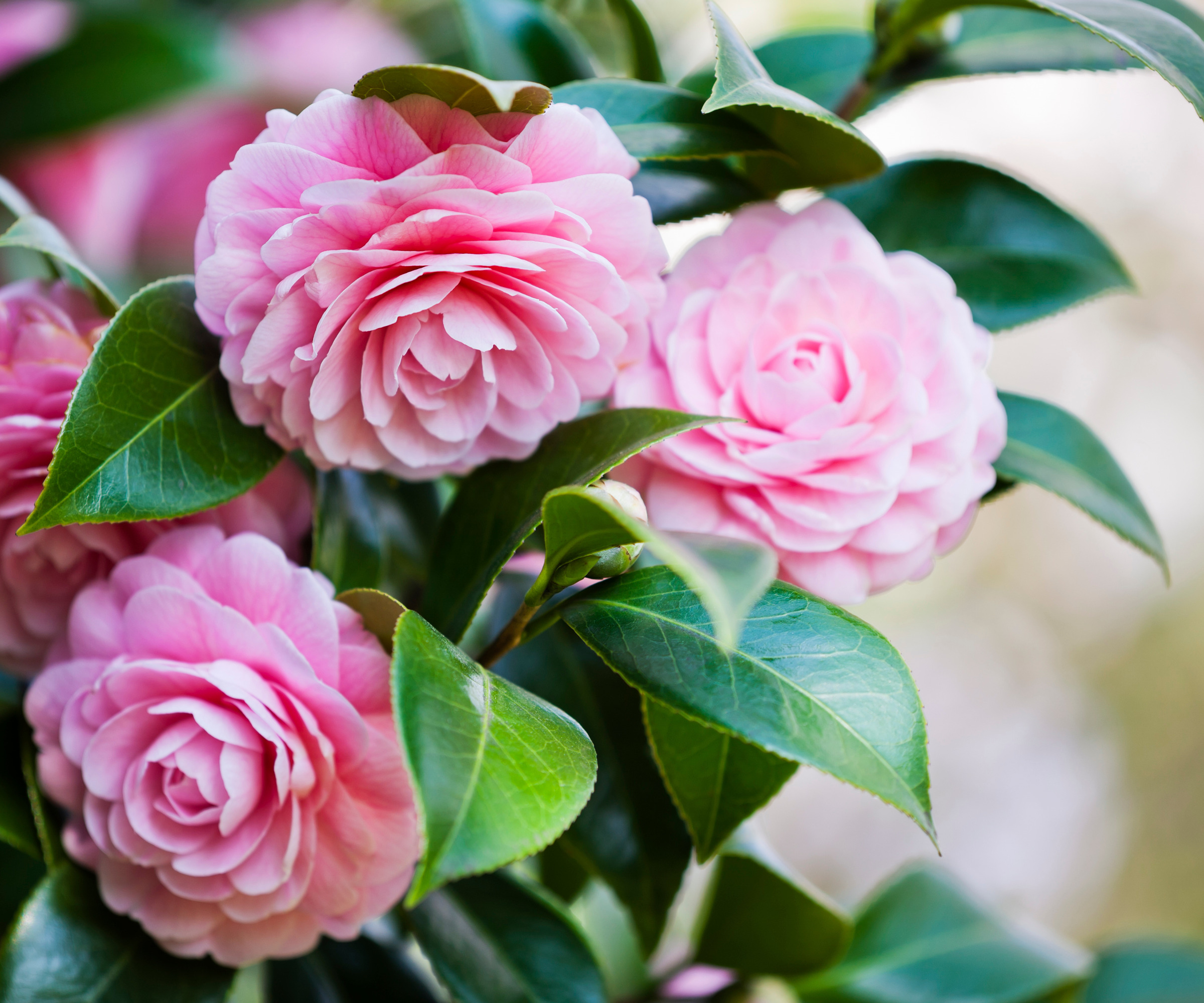 close up of pink Camelias