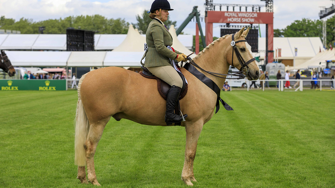 royal windsor senior ridden horse