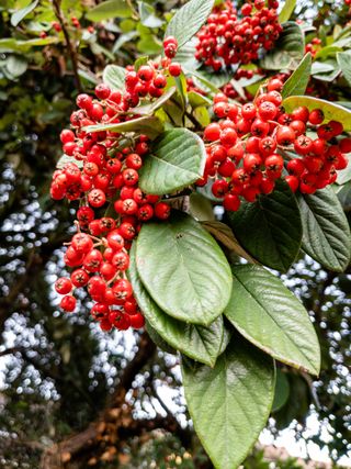 Red berries of cotoneaster ‘Cornubia’