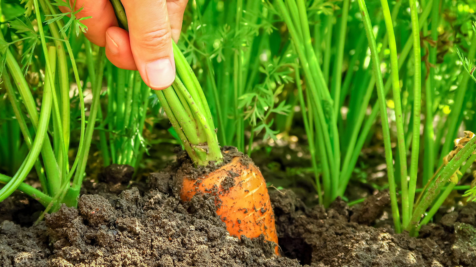 Gardener pulls carrot out of soil during harvesting