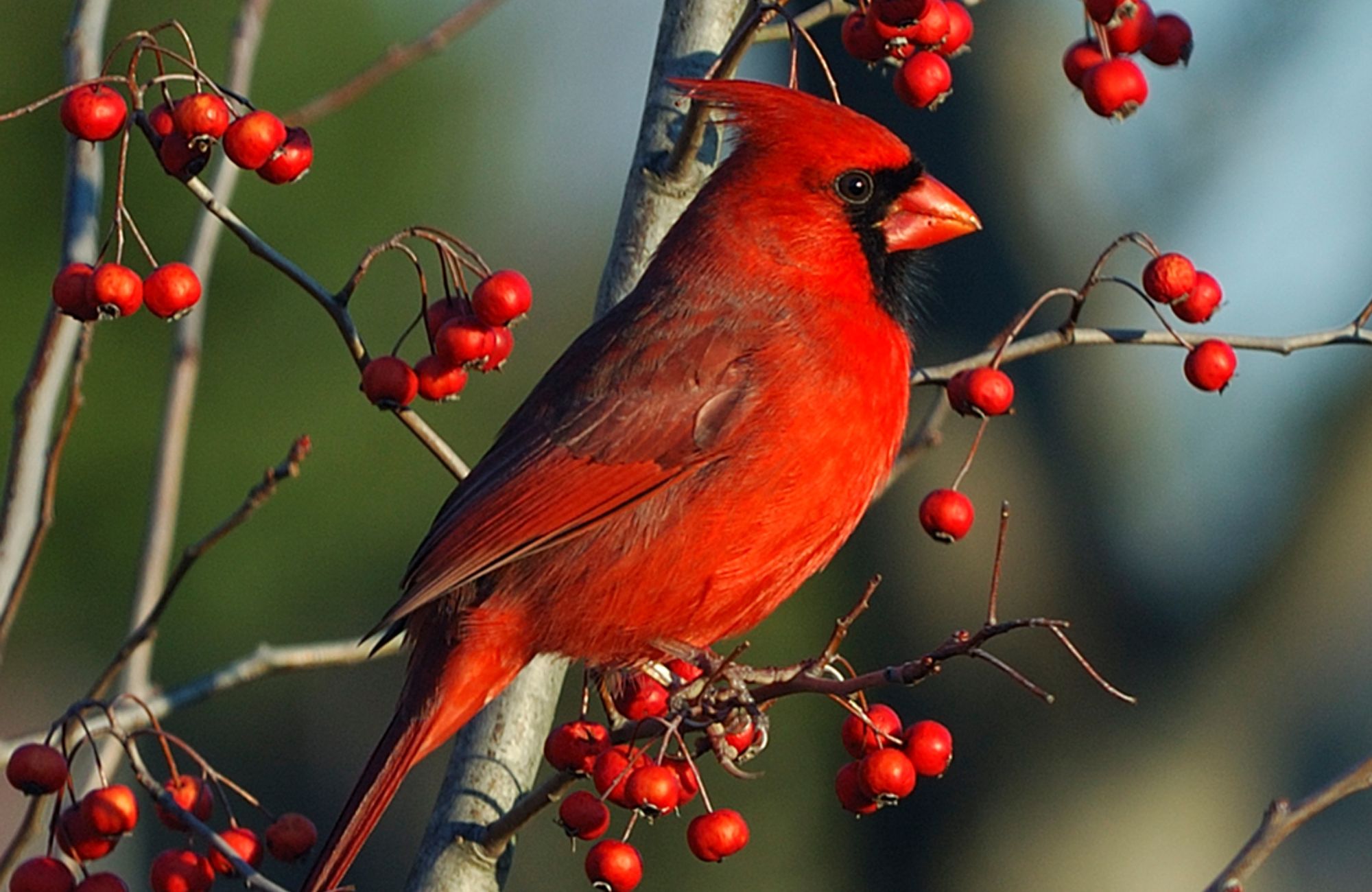 Morning sunlight on male Cardinal perching on branch of Hawthorn tree with red berries.
