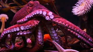 A reddish octopus shows off its many arms.