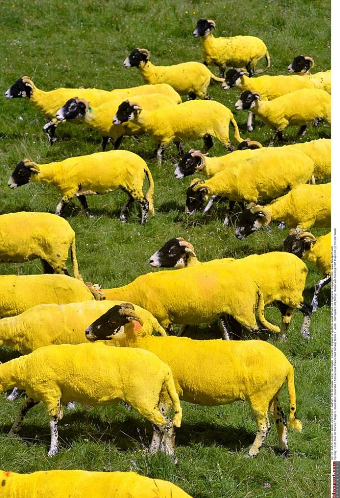 Yellow sheep were part of the first stage