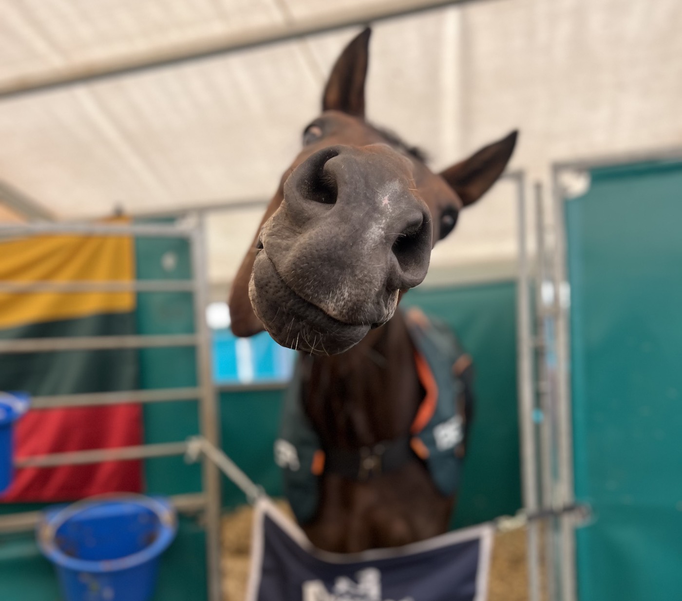 Nabab, Justina Vanagaite's top horse, pulling a face in the stable