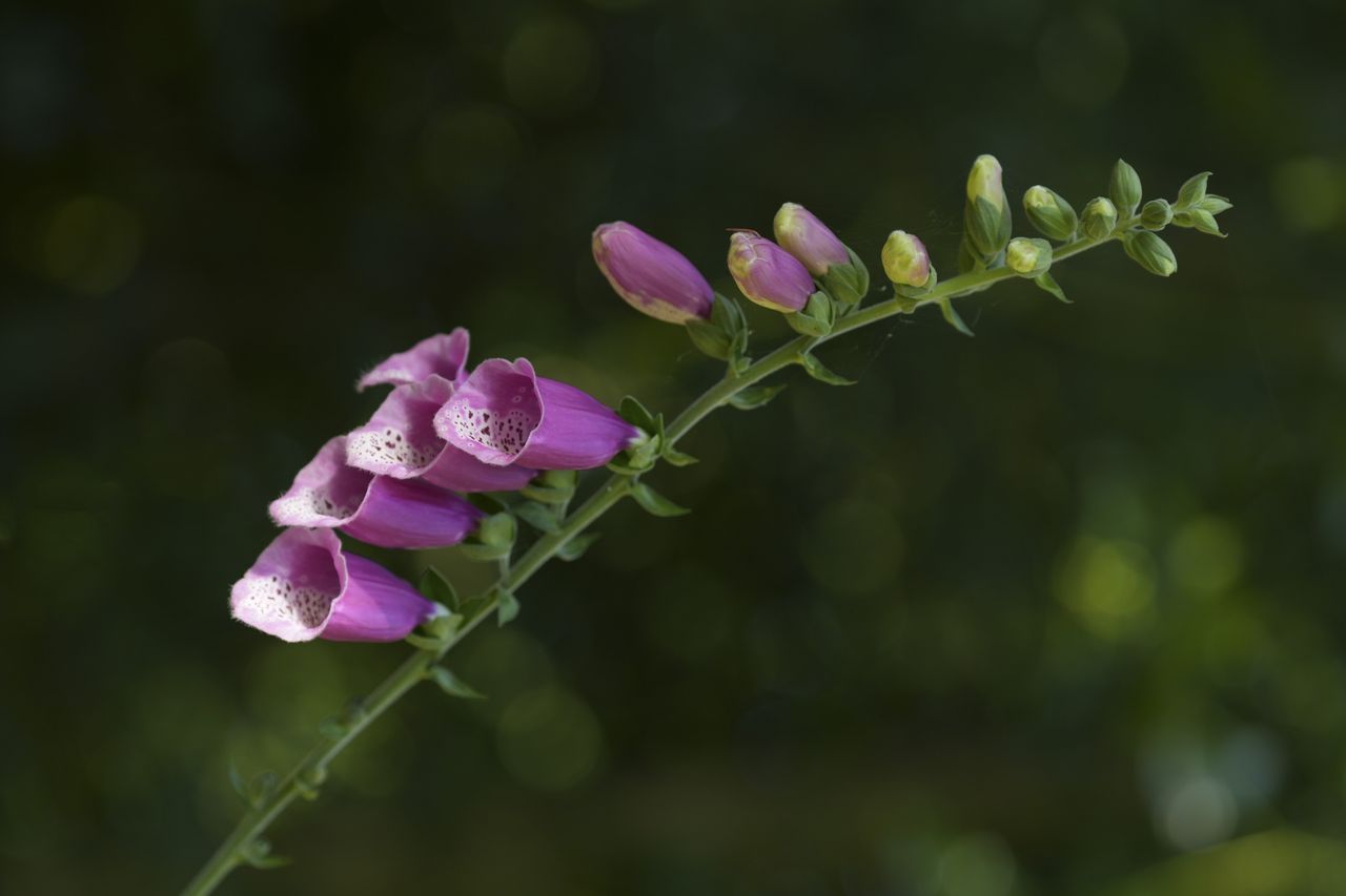 Flowers close up, made with the Sony FE 70-200mm F4 G OSS II lens