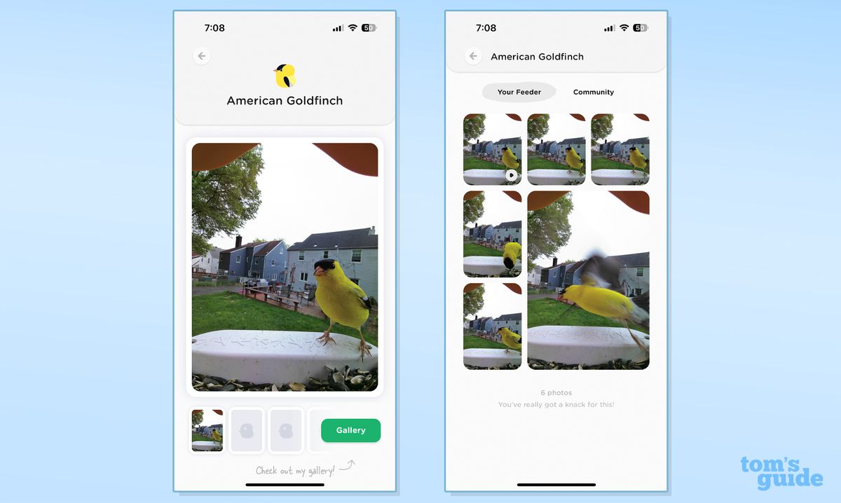 Bird Buddy review | Tom's Guide