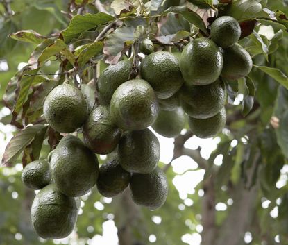 Avocados Growing On Tree