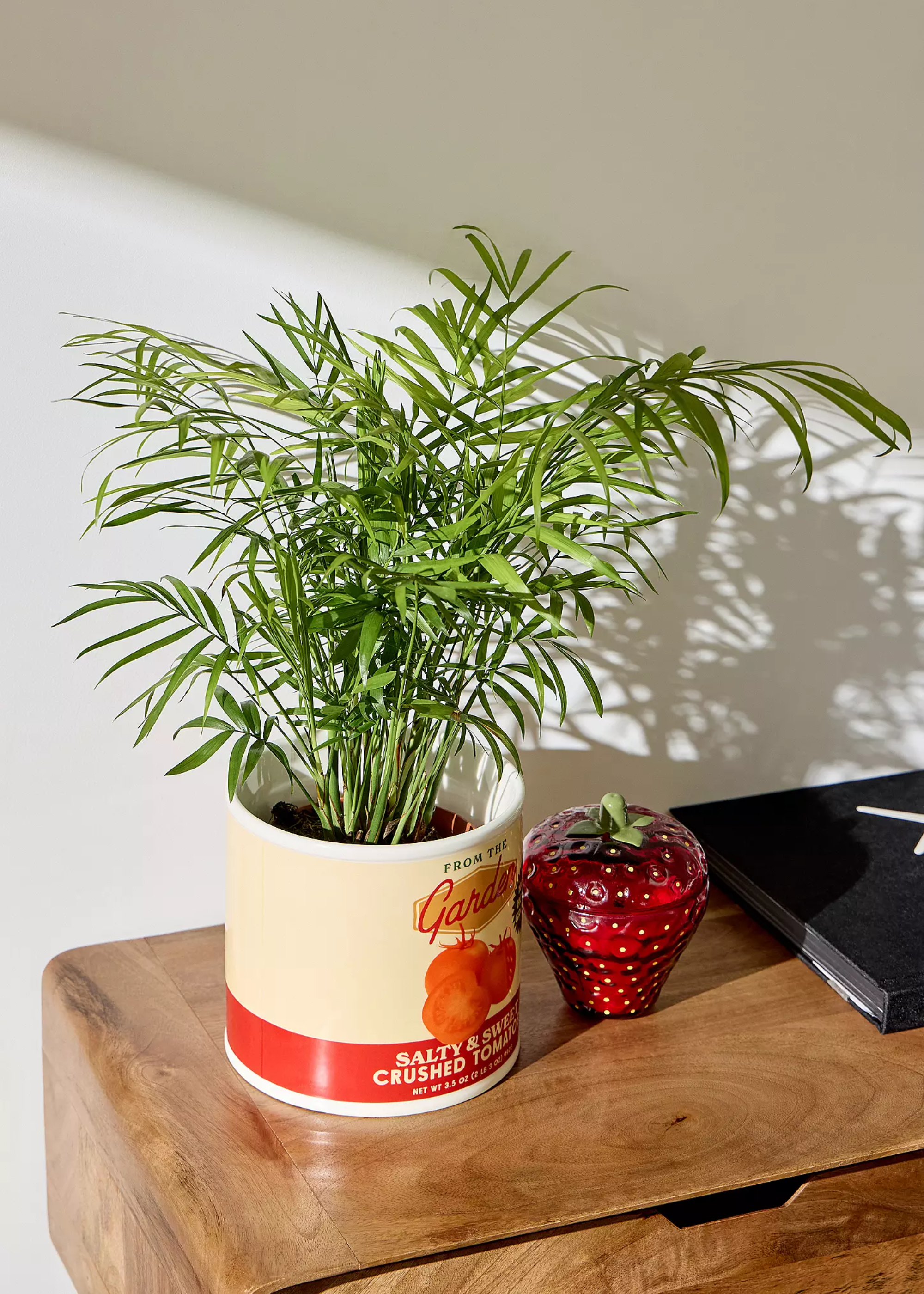 A potted kentia palm plant on a sideboard by a strawberry candle