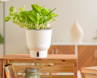 Global Green pothos in white self-watering pot