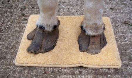 Annie-feet.jpg