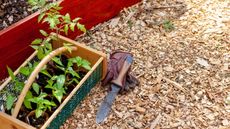 Hori hori knife and plants in a vegetable garden