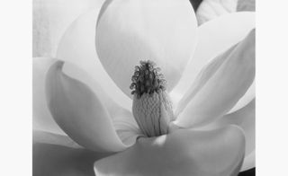 Magnolia Blossom, by Imogen Cunningham