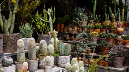 Cactus plants on shelves in stylish shop