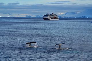 Two whale tails emerge from the water in Antarctica with a cruise ship in the background