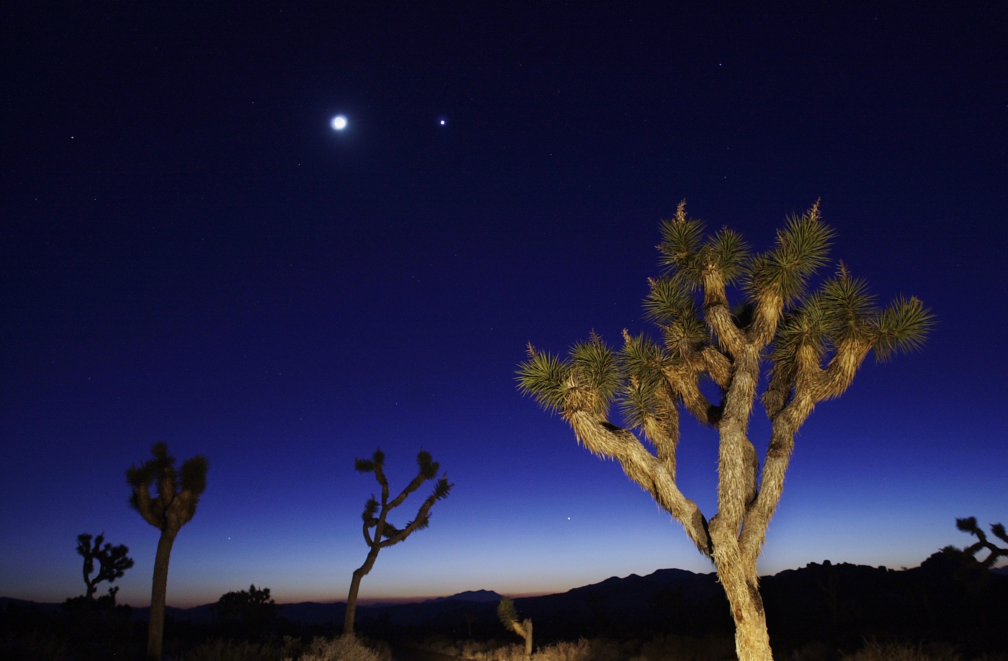 The moon and Venus shine above Joshua Tree National Park