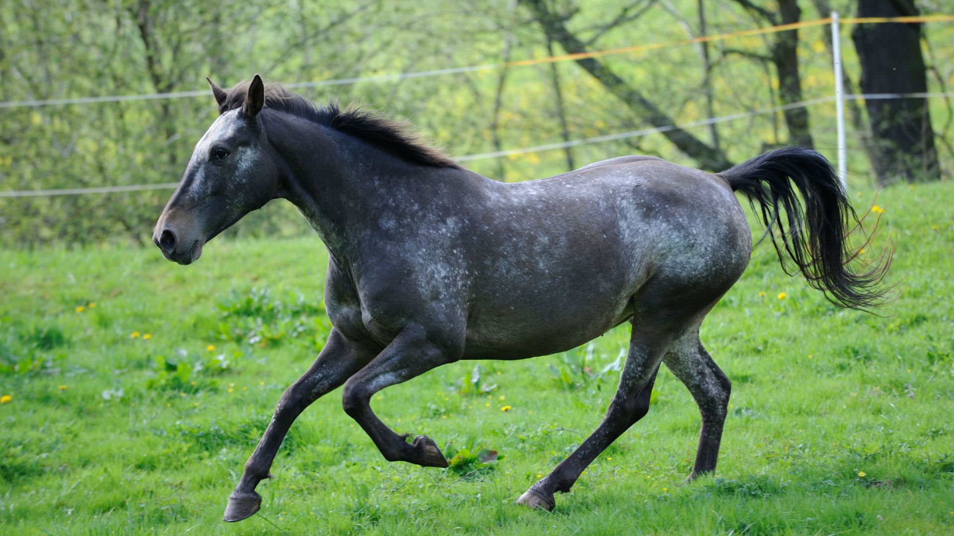 horse trotting