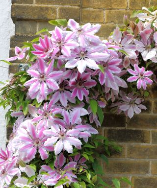 A pink and white flowering clematis growing on a brick wall