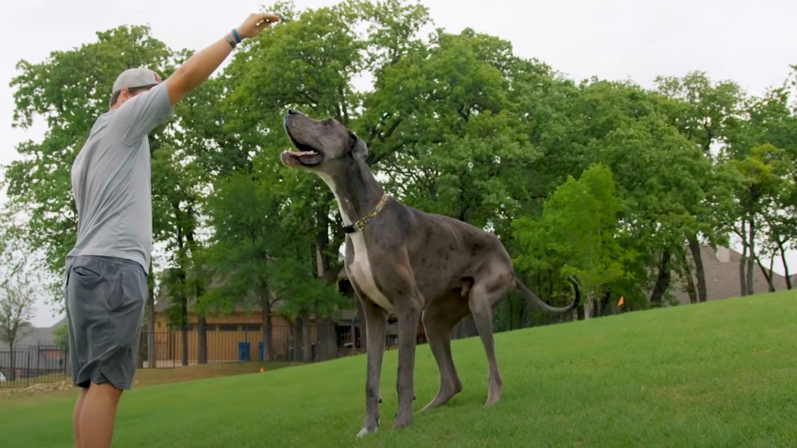 Biggest dog in the world? Meet Zeus -- the 7 feet tall Great Dane.