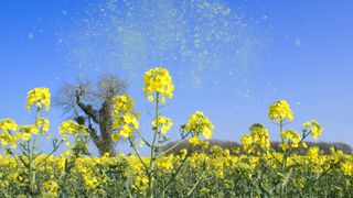 pollen being released from yellow flowers with a blue sky in the background